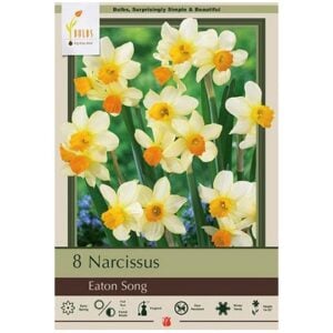 Narcissus Specialty - Eaton Song - 7 Bulb Pack