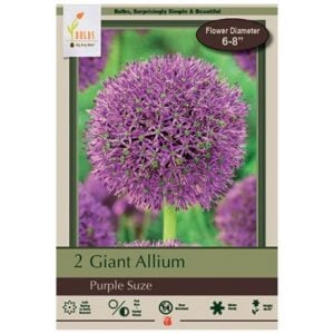 Allium - Purple Suze - 2 Bulb Pack