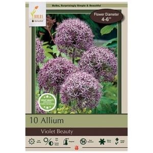 Allium Stipitatum - Violet Beauty - 8 Bulb Pack