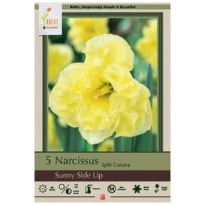 Narcissus Split Corona - Sunny Side Up - 7 Bulb Pack