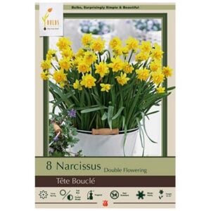 Narcissus Double Flowering - Tête Boucle - 7 Bulb Pack