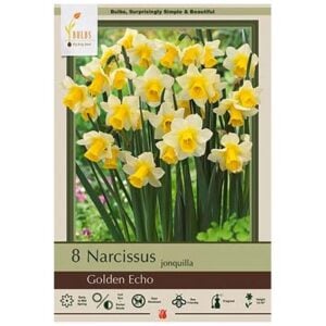 Narcissus Jonquilla - Golden Echo - 7 Bulb Pack