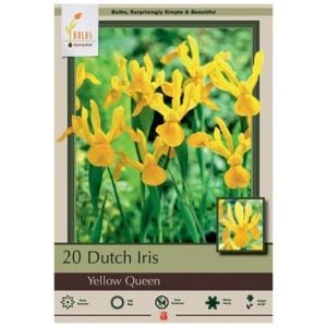 Iris Hollandica - Yellow Queen - 20 Bulb Pack