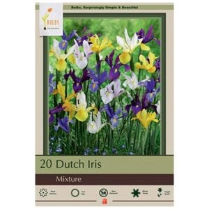 Iris Hollandica - Dutch Iris Mix - 20 Bulb Pack