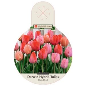 Tulip Darwin Hybrid - Blush Blend - 40 Bulb Value Pack