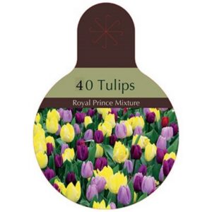 Tulip Single Early – Royal Prince Mix – 40 Bulb Value Pack