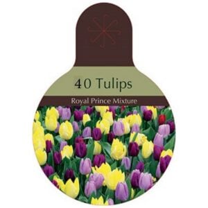 Tulip Single Early - Royal Prince Mix - 40 Bulb Value Pack