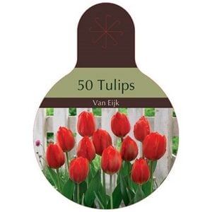 Tulip Darwin Hybrid - Van Eijk - 40 Bulb Pack