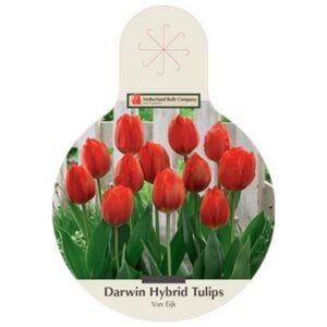 Tulip Darwin Hybrid - Van Eijk - 40 Bulb Value Pack