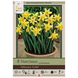 Narcissus Cyclamineus - February Gold - 7 Bulb Pack