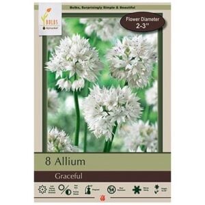 Allium - Graceful Beauty - 8 Bulb Pack