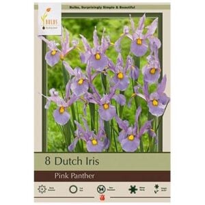 Iris Hollandica - Pink Panther - 10 Bulb Pack