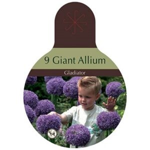 Allium - Gladiator - 9 Bulb Pack