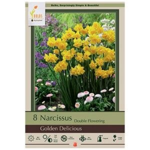 Narcissus Double Flowering - Golden Delicious - 7 Bulb Pack