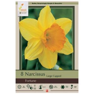 Narcissus Large Cupped - Fortune - 7 Bulb Pack