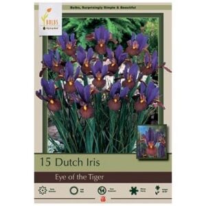 Iris Hollandica - Eye of the Tiger - 12 Bulb Pack