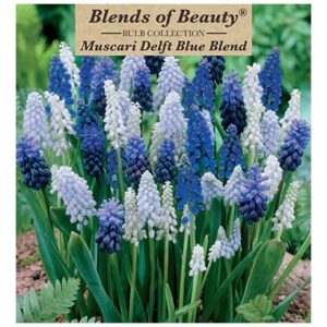 Muscari - Delft Blue Blend - 40 Bulb Pack