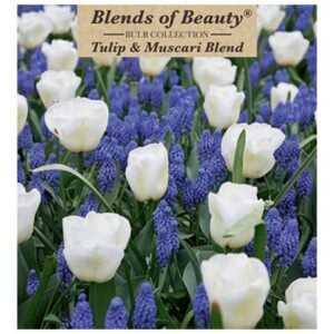 Tulip & Muscari Blend - 36 Bulb Pack