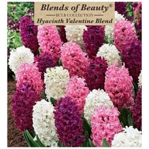 Hyacinth - Valentine Blend - 12 Bulb Pack
