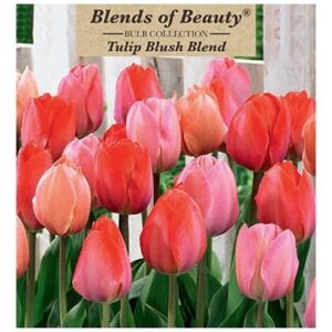 Tulip - Blush Blend - 12 Bulb Pack