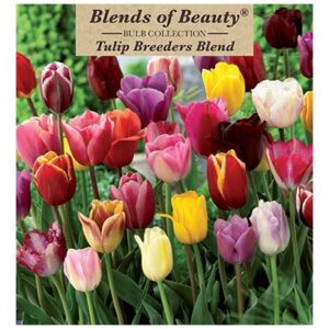 Tulip - Breeders Blend - 12 Bulb Pack