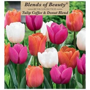 Tulip - Coffee & Donut Blend - 12 Bulb Pack