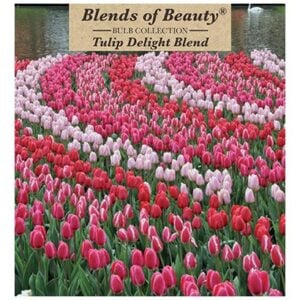 Tulip - Delight Blend - 12 Bulb Pack