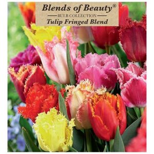 Tulip - Fringed Blend - 12 Bulb Pack