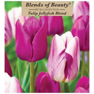 Tulip - Jellyfish Blend - 12 Bulb Pack