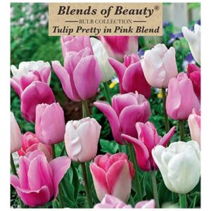 Tulip - Pretty In Pink Blend - 12 Bulb Pack
