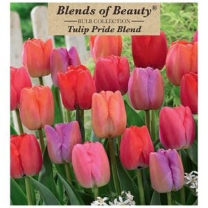 Tulip - Pride Blend - 12 Bulb Pack