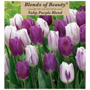 Tulip - Purple Blend - 12 Bulb Pack