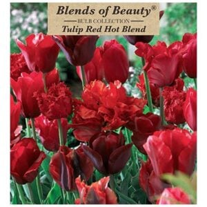 Tulip - Red Hot Blend - 12 Bulb Pack