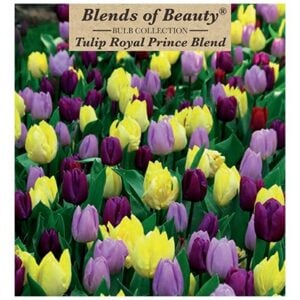 Tulip - Royal Prince Blend - 12 Bulb Pack