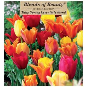 Tulip - Spring Essentials Blend - 12 Bulb Pack