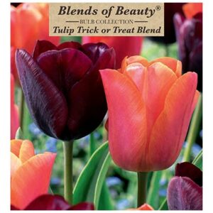 Tulip - Trick or Treat Blend - 12 Bulb Pack