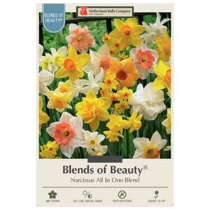 Narcissus - All In One - 14 Bulb Pack