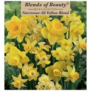 Narcissus - All Yellow Blend - 14 Bulb Pack