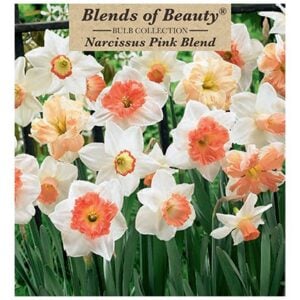 Narcissus - Pink Blend - 14 Bulb Pack