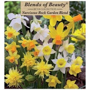 Narcissus - Rockgarden Blend - 14 Bulb Pack