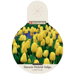 Tulip Darwin Hybrid - Golden Parade - 40 Bulb Value Pack