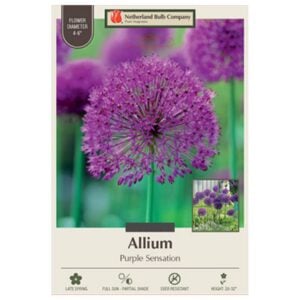 Allium - Purple Sensation - 8 Bulb Pack