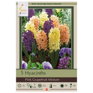 Hyacinth Orientalis - Pink Grapefruit Mix - 5 Pack