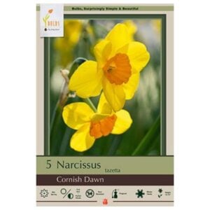 Narcissus Tazetta - Cornish Dawn - 7 Bulb Pack