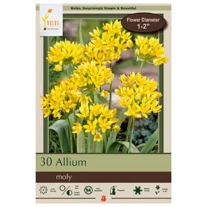 Allium - Moly - 30 Bulb Pack