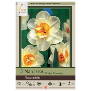 Narcissus Double Flowering - Flower Drift - 7 Bulb Pack