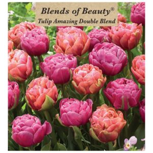 Tulip - Amazing Double Blend - 12 Bulb Pack