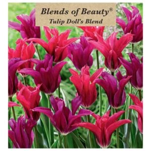 Tulip - Doll's Blend - 12 Bulb Pack