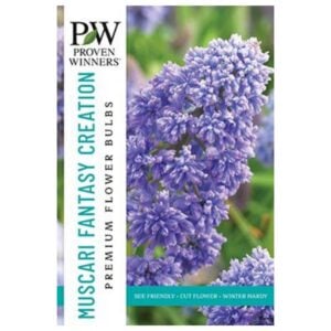 Muscari Armeniacum - Fantasy Creation - 30 Bulb Pack