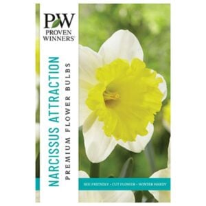 Narcissus Trumpet - Attraction - 8 Bulb Pack
